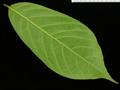 Annona paludosa